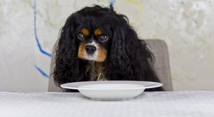 cavalier king charles spaniel dog food