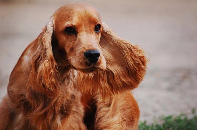 best dog food for cocker spaniels