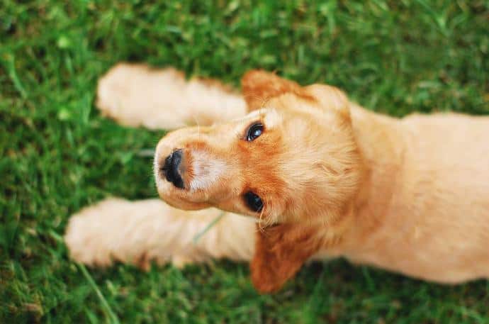 best dog food for english cocker spaniel