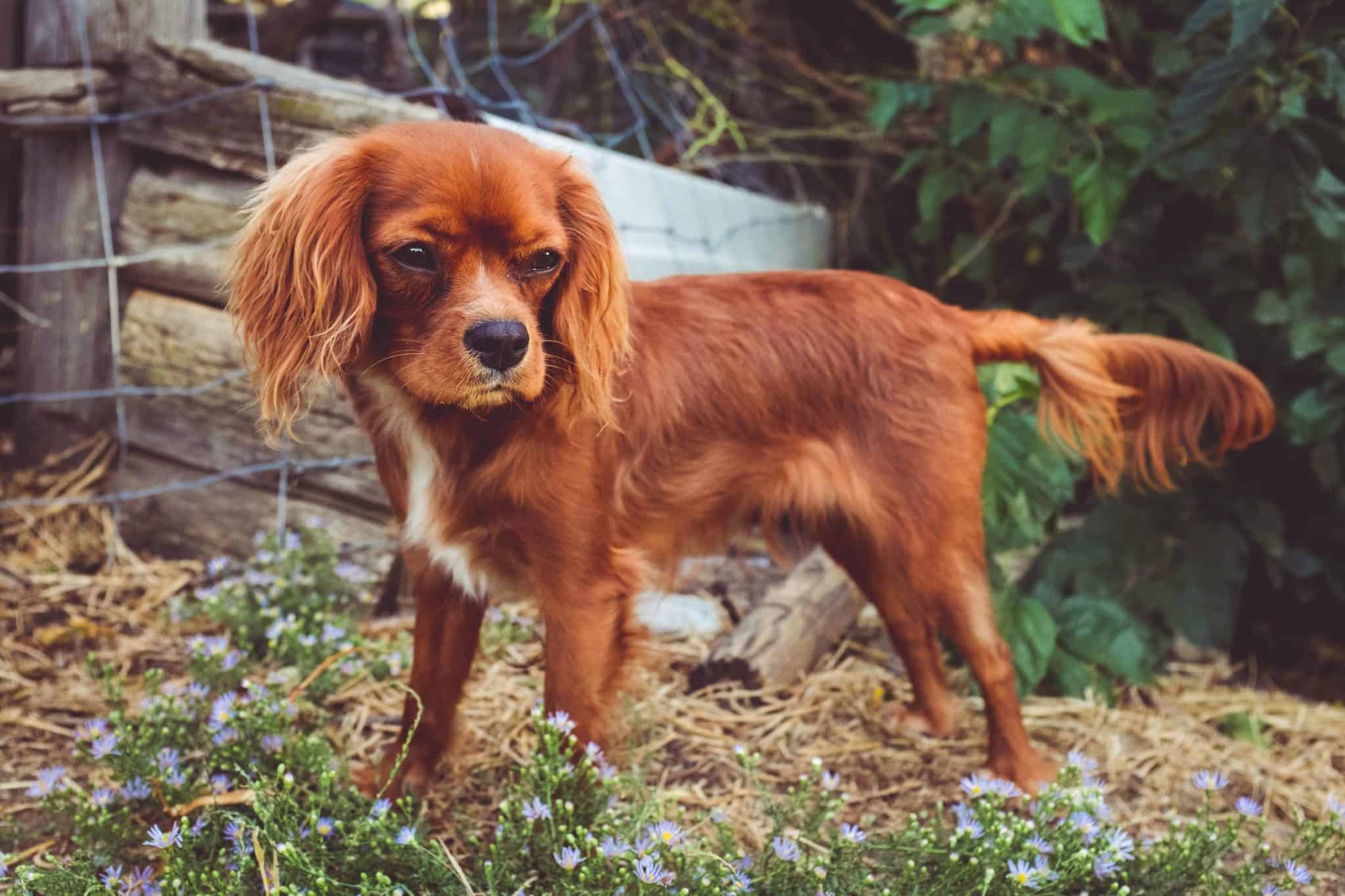 cocker spaniel and king charles cavalier mix