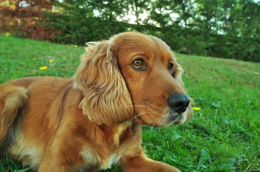 can-a-cocker-spaniel-live-outside