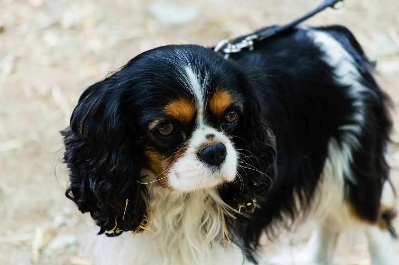 clever king charles spaniel