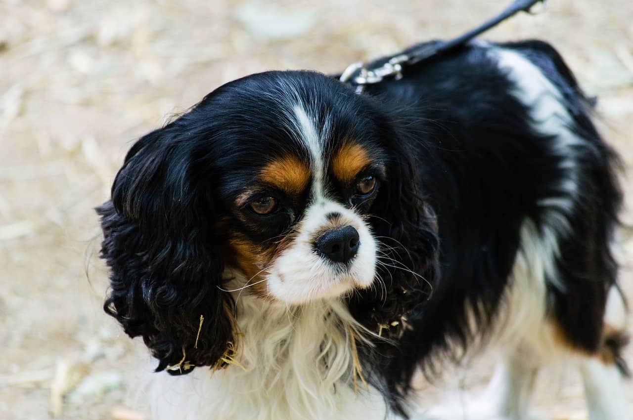 clever king charles spaniel