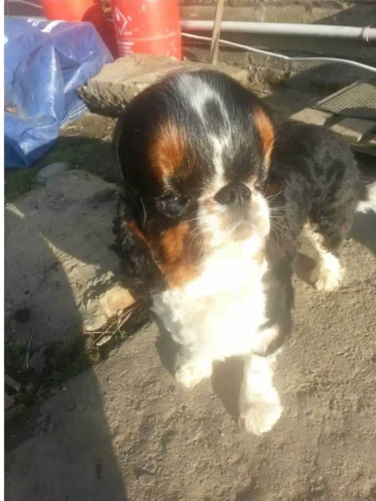 Can You Help Willie? Cavalier King Charles Spaniel Tumor - spanielking