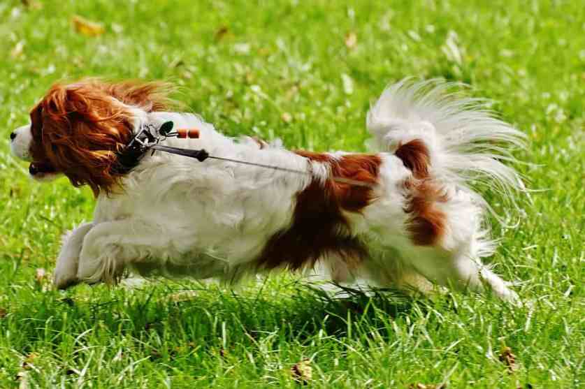 cavalier king charles spaniel exercise