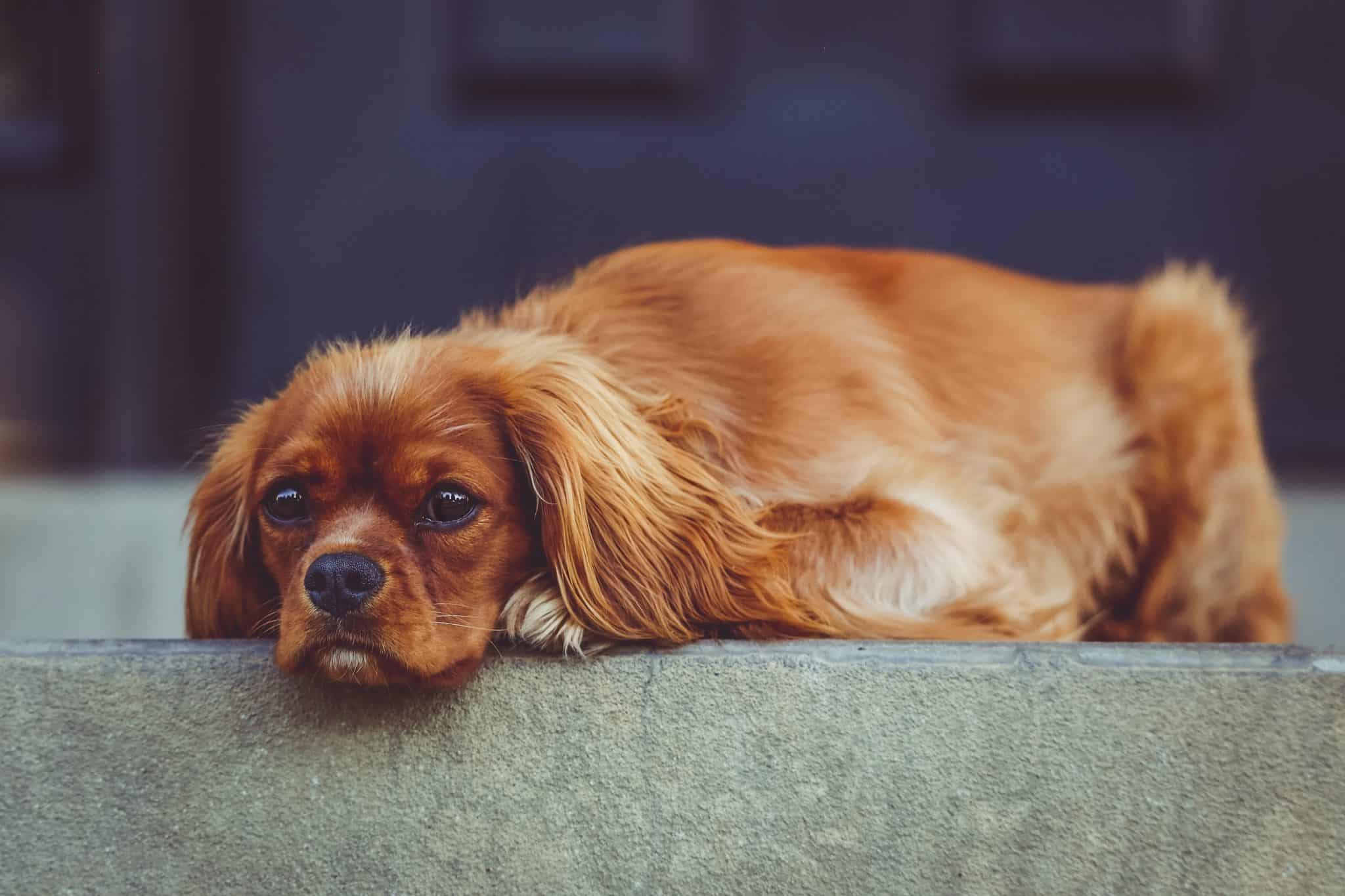 cavalier king charles spaniel how much do they cost