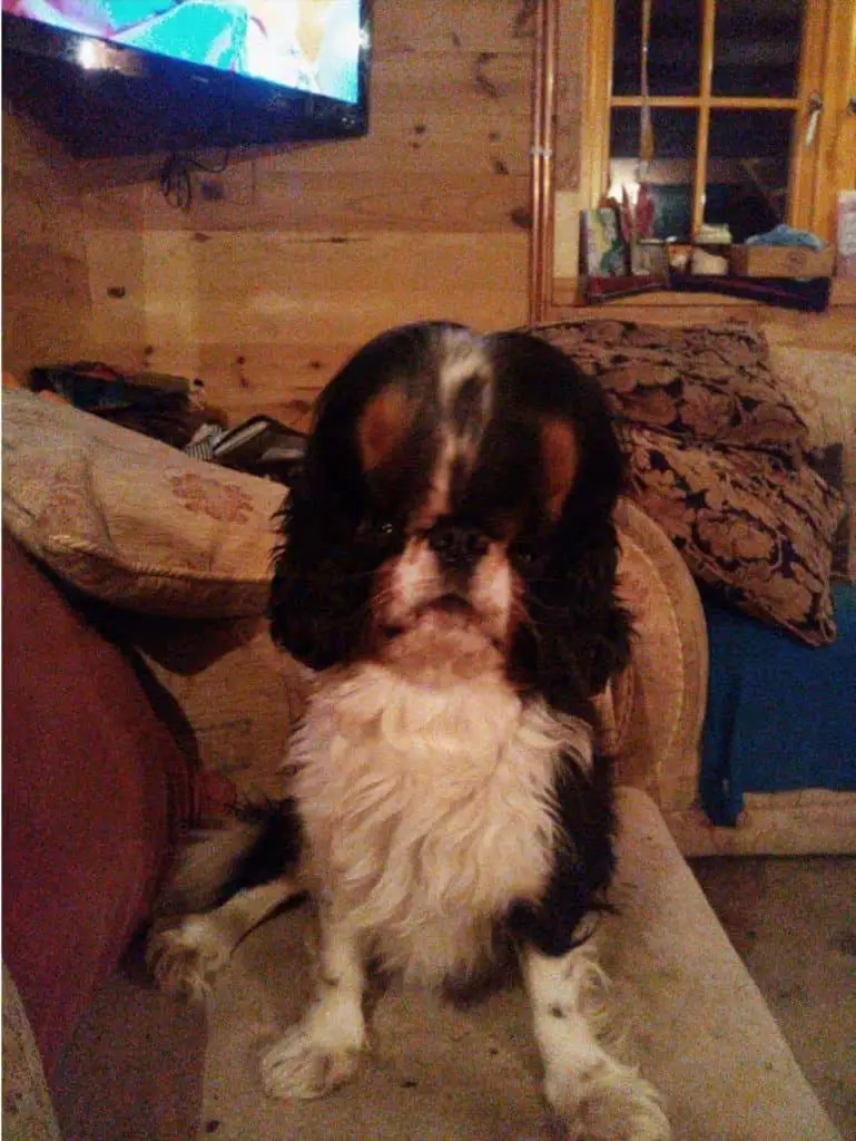 Can You Help Willie? Cavalier King Charles Spaniel Tumor - spanielking