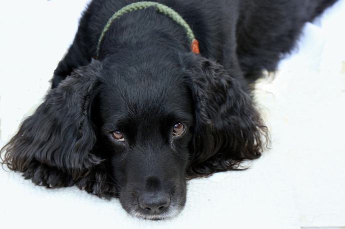 best dog food for american cocker spaniels