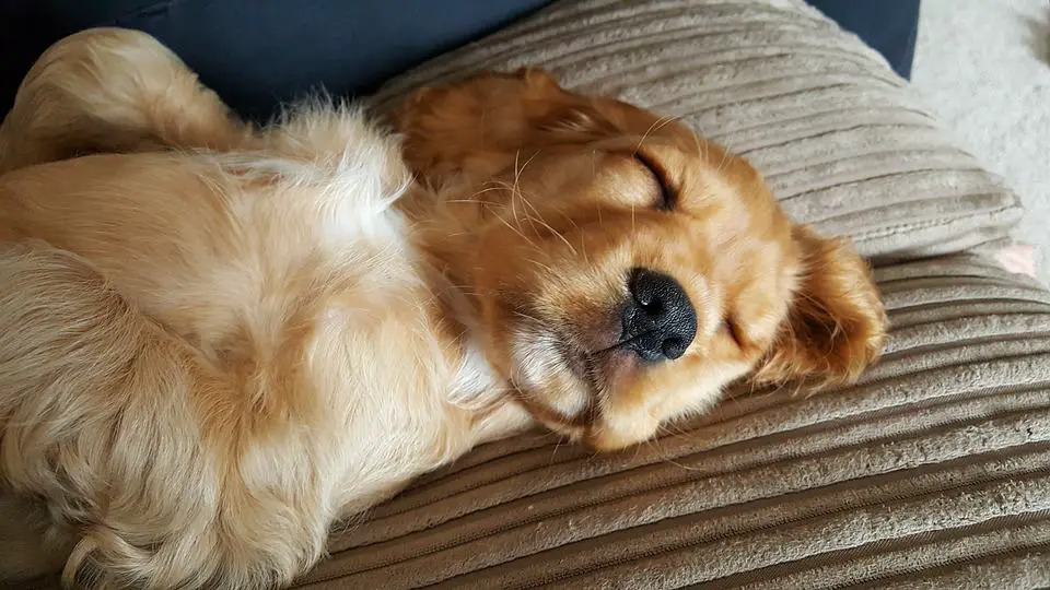 cocker spaniel temperament with cats