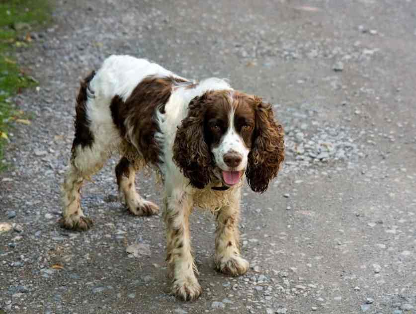 english springer spaniel shedding