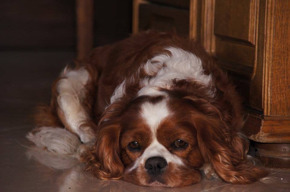 do cavalier king charles spaniels smell