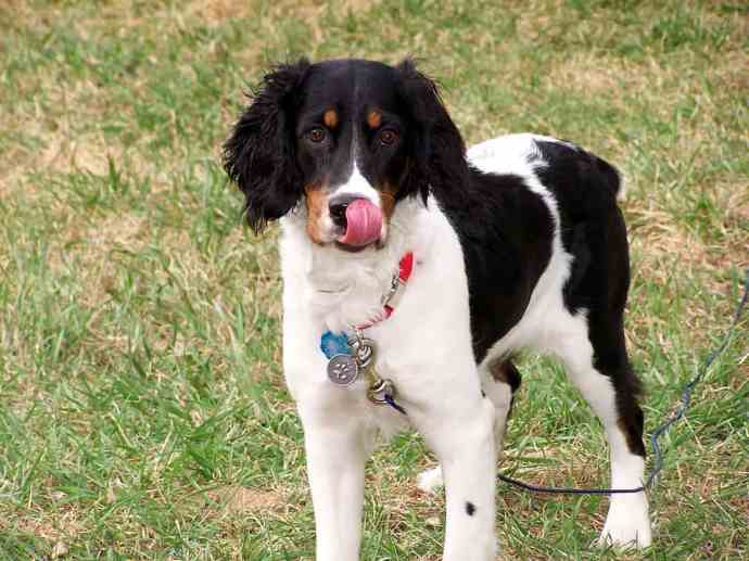 dog food for springer spaniels