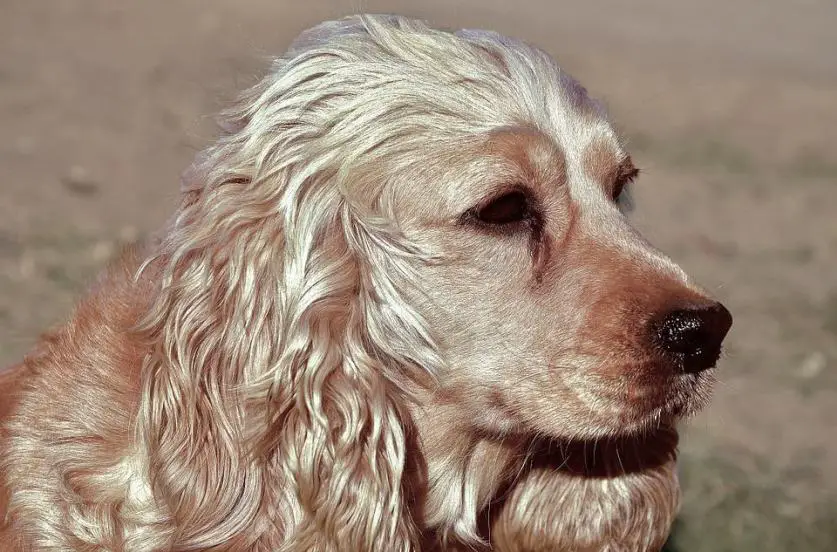 how to bathe a cocker spaniel