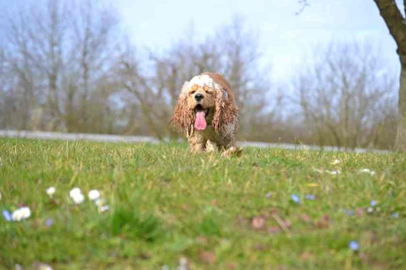 how to groom a cocker spaniel