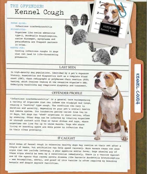 kennel cough infographic