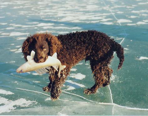 American-Water-Spaniel