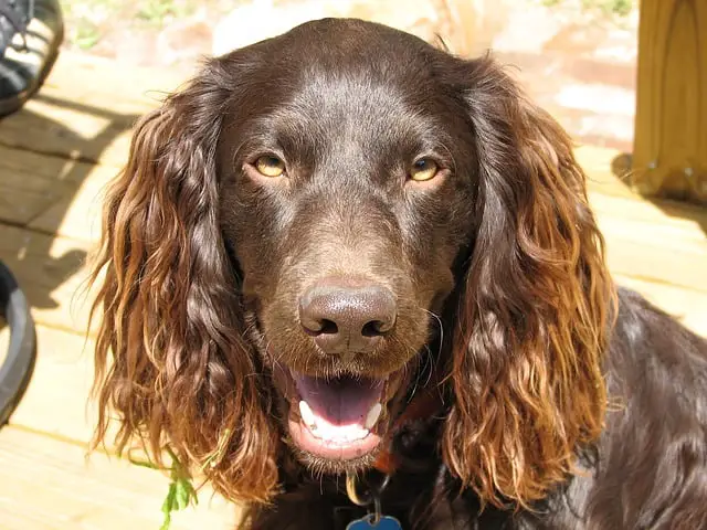 Boykin-Spaniel