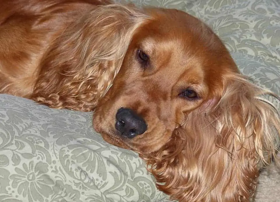 English-Cocker-Spaniel