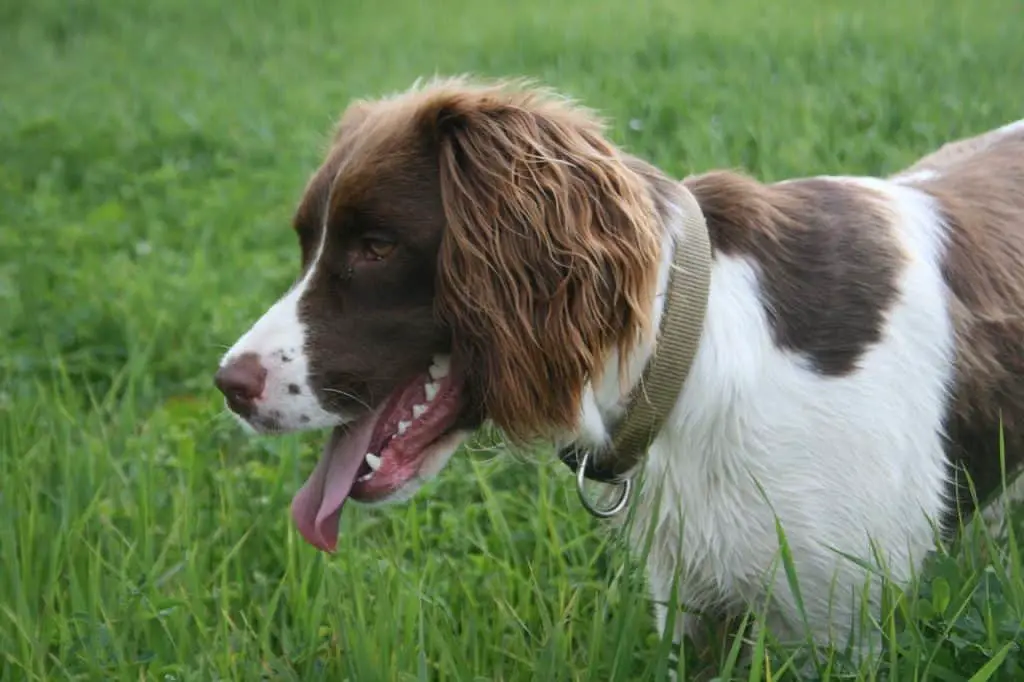 English-Springer-Spaniel