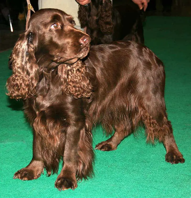 all spaniels