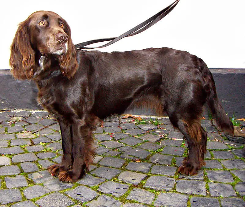 boykin spaniel with long tail