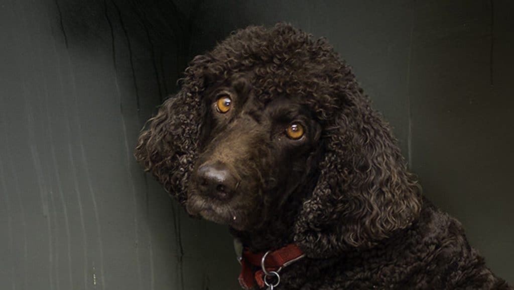 Irish-Water-Spaniel