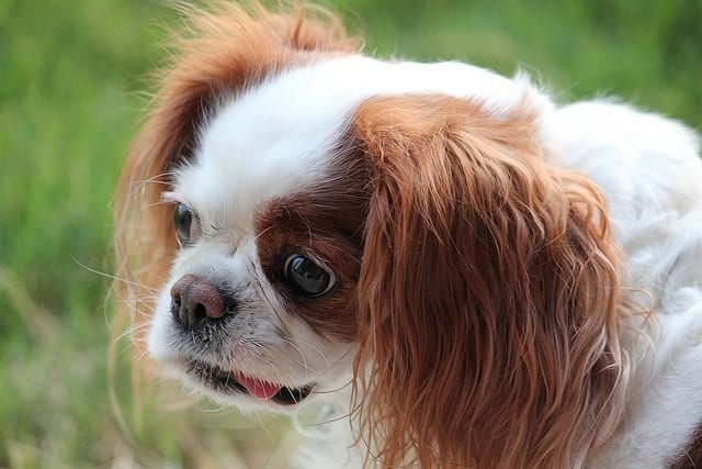 King-Charles-Spaniel