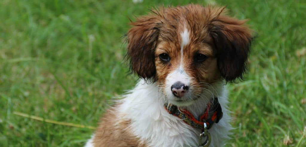 Kooikerhondje-Spaniel