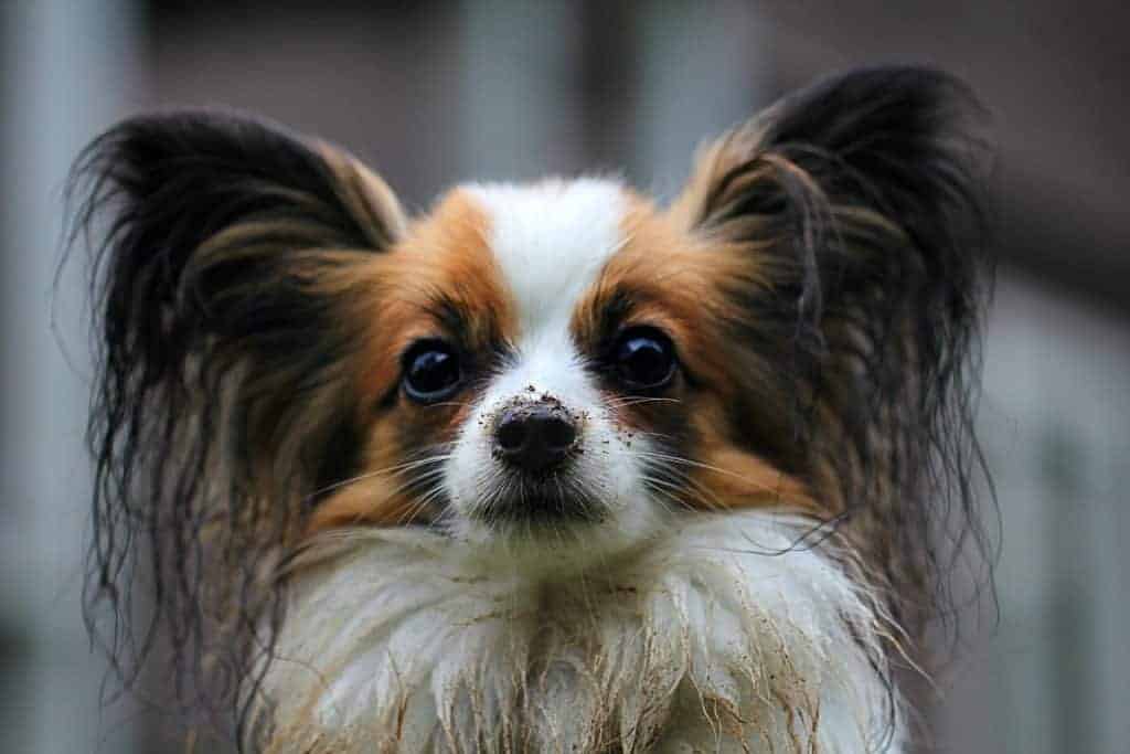 Papillion-Spaniel