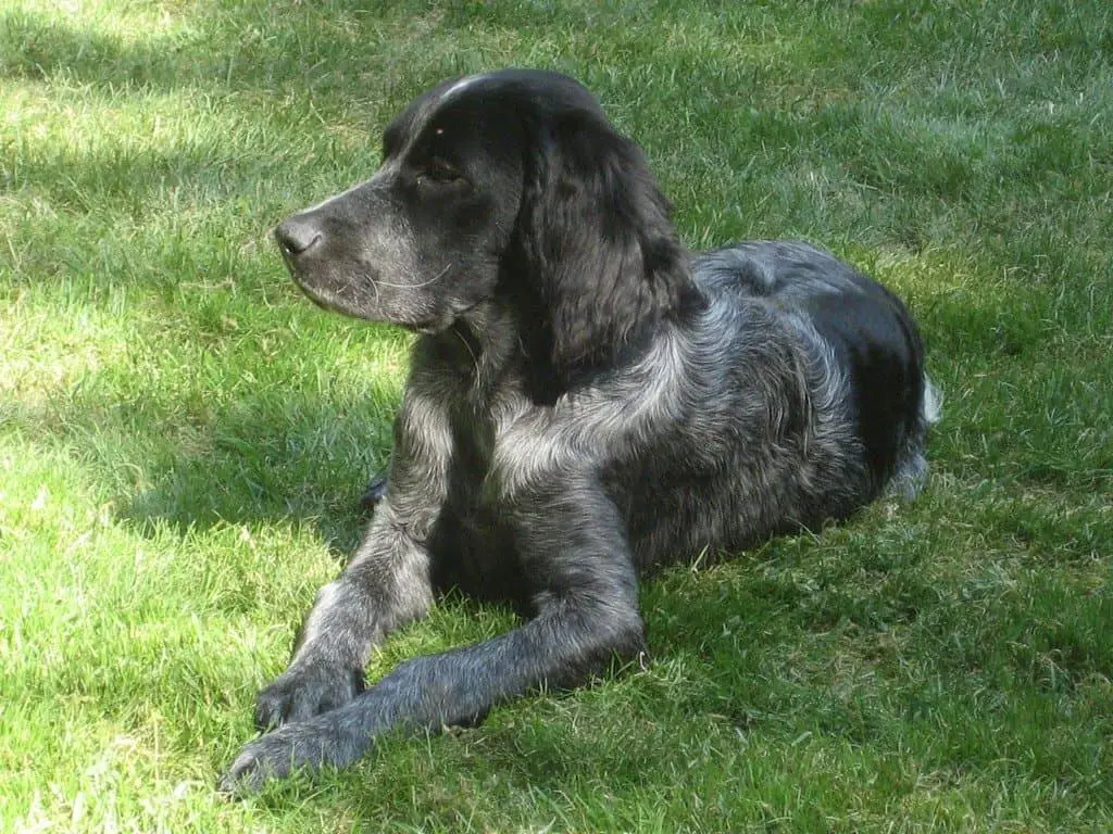 Picardy-Spaniel