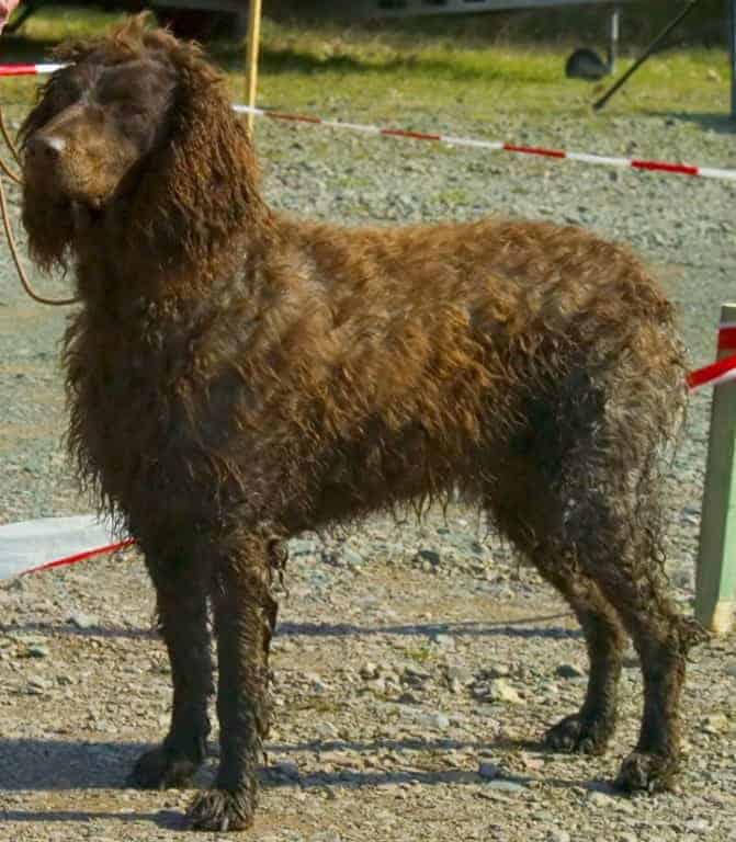 Pont-Audemer-Spaniel