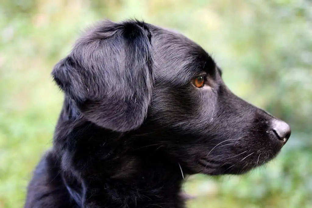 Stabyhoun-Spaniel