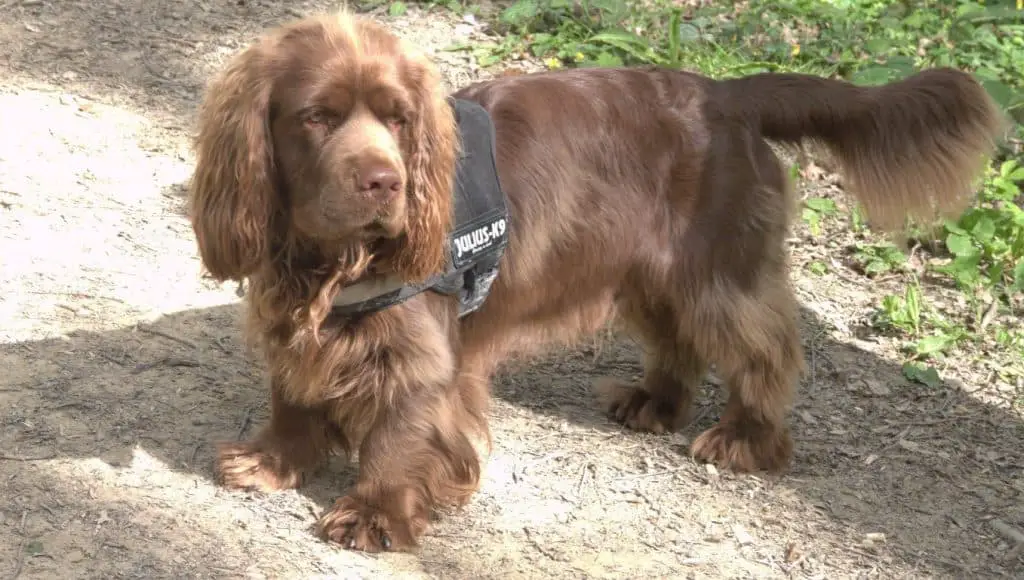 Sussex-Spaniel