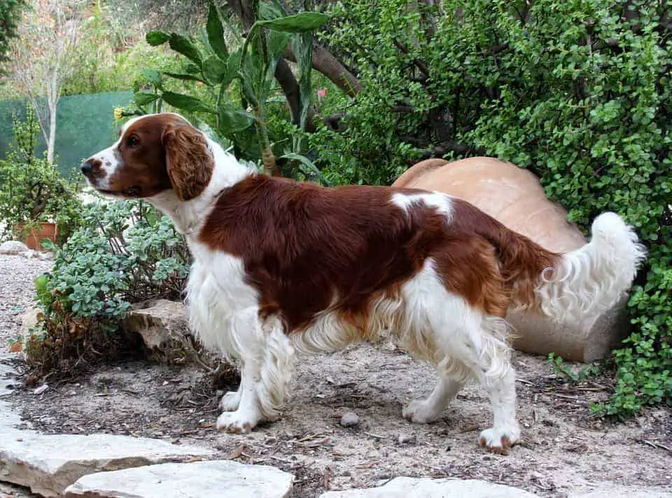 Welsh-Springer-Spaniel