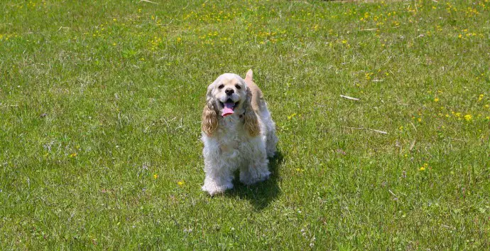 american-cocker-spaniel