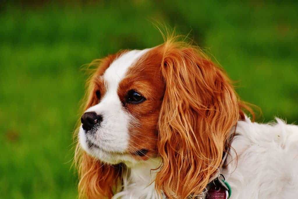 cavalier king charles spaniel