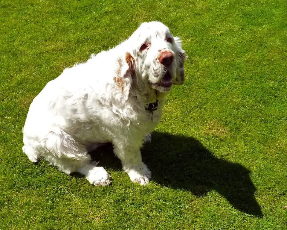 clumber spaniel