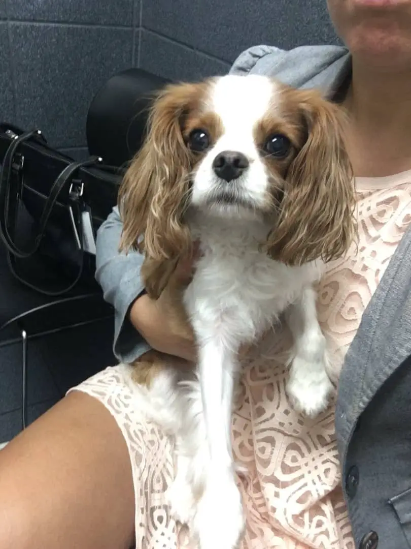 flying-with-a-cavalier-king-charles-spaniel-5