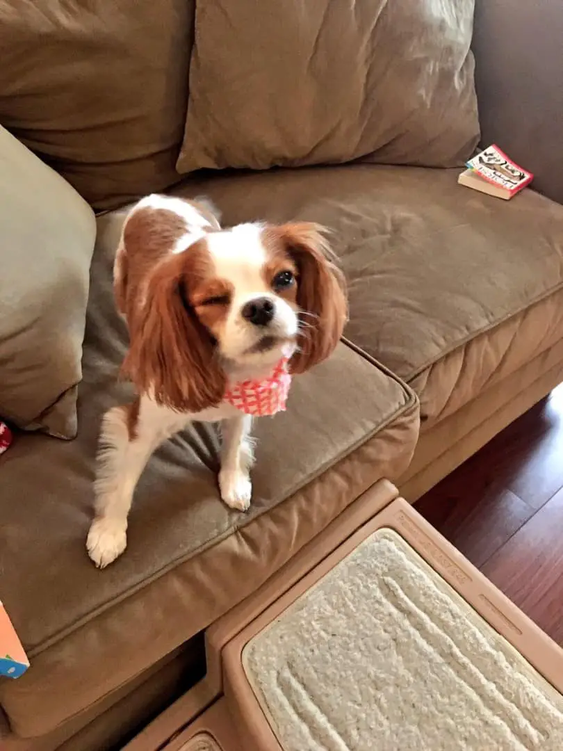 flying-with-a-cavalier-king-charles-spaniel-6