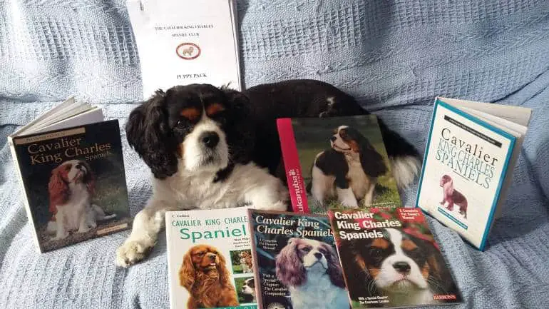 why-choose-a-cavalier-king-charles-spaniel-5