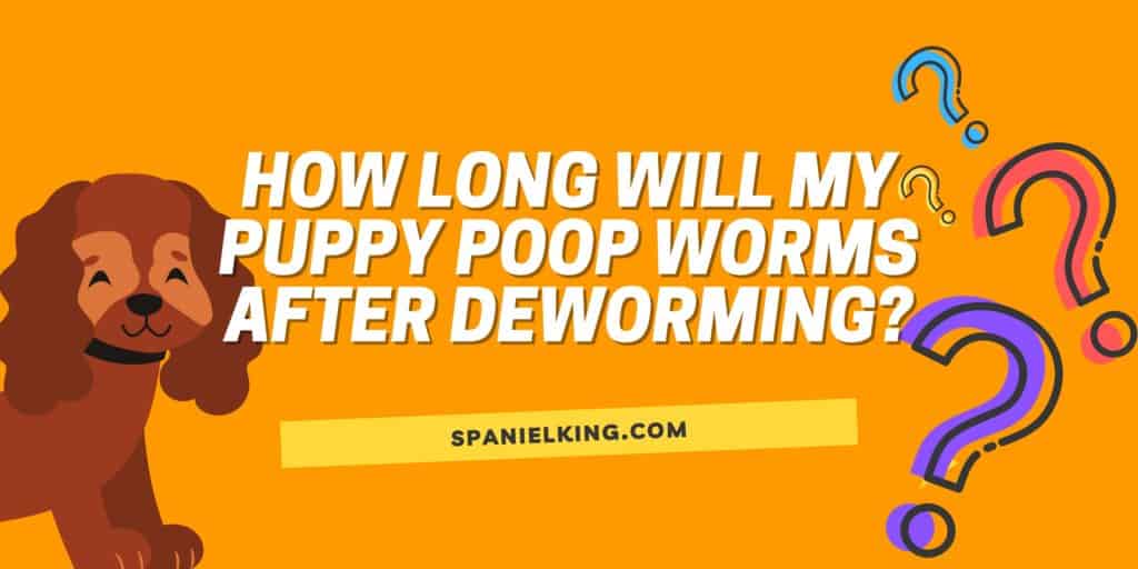 How Long Will My Puppy Poop Worms After Deworming? spanielking