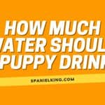 How Much Water Should a Puppy Drink?