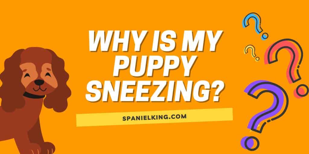 why-is-my-puppy-sneezing-spanielking