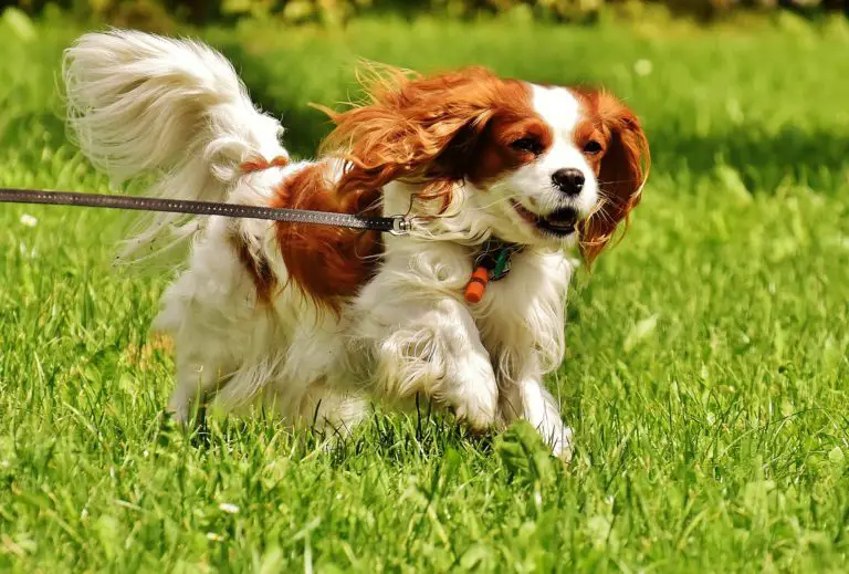 The Ultimate Resource For Spaniel Dog Owners spanielking