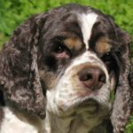 7 Things about American Cocker Spaniels [Facts]