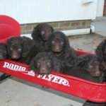 4 Facts about the American Water Spaniel [Dog Breed Information]