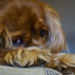 Hair or Fur : What Actually Cocker Spaniels Shed? [Answered]