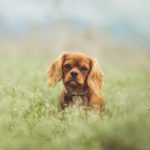 How Much Do Cocker Spaniels Cost? [Answered]