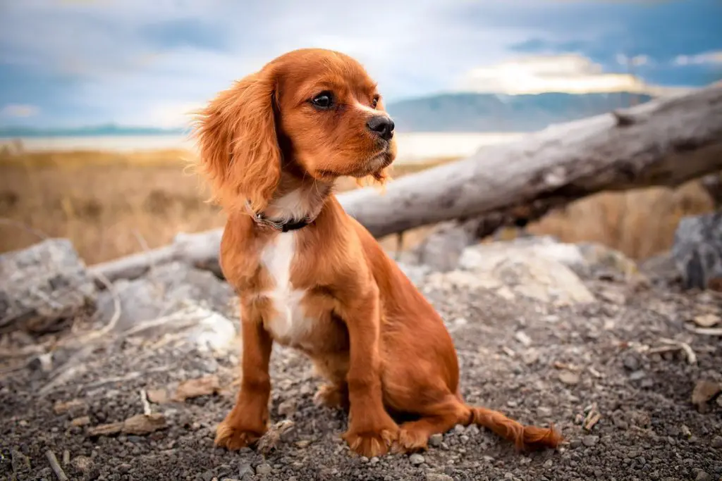 Cocker Spaniel - choosing a breeder