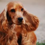 Are Cocker Spaniel Dogs Mean? [Answered]